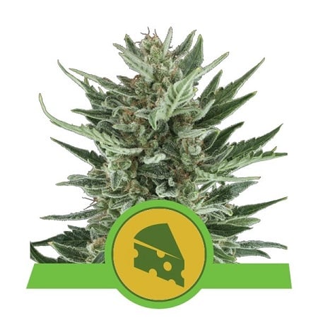 Royal Cheese Auto - Feminized - Royal Queen Seeds