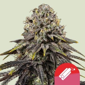 Royal Queen Seeds - Royal Queen x TYSON Dynamite Diesel Feminised Royal Queen Seeds - Royal Queen x TYSON Dynamite Diesel Feminised