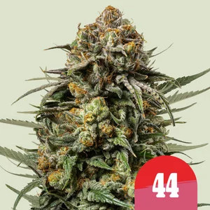 Royal Queen Seeds - Royal Queen x TYSON Gelato 44 Feminised Royal Queen Seeds - Royal Queen x TYSON Gelato 44 Feminised