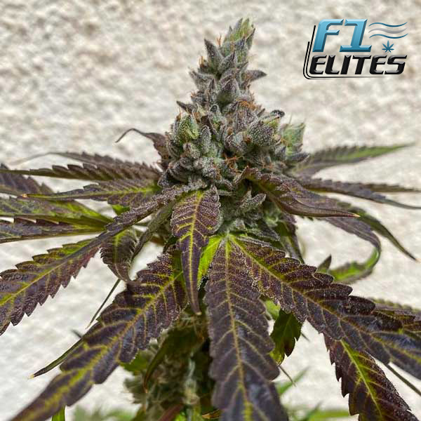 F1 Cannabis Elites Royal Wedding Cake Feminised   