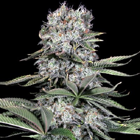 Runtz 13 - Feminized - G13 Labs Runtz 13 - Feminized - G13 Labs