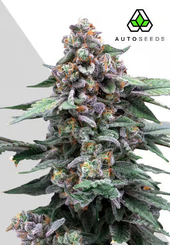 Auto Seeds - Runtz Auto - Feminised 