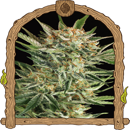 Russian Automatic - Feminized - Exotic Seed
