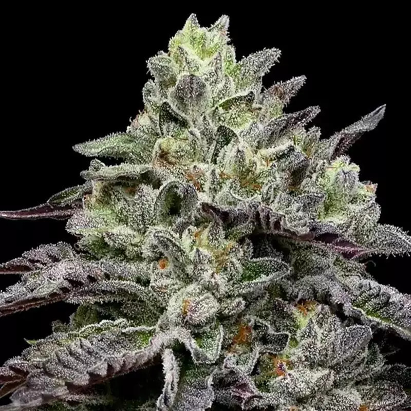 2025 Cannabis Seed Collection - Smashberry Fumez - Feminized
