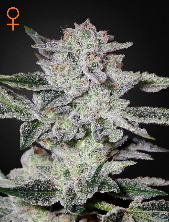 Green House Seeds Sweet Valley Kush Feminized