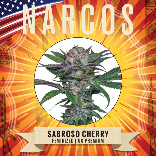 Narcos Seedbank - Sabraso Cherry Feminized Narcos Seedbank - Sabraso Cherry Feminized