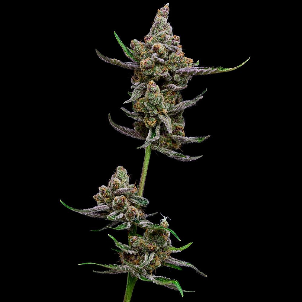 Green Bodhi Genetics - Sail Haten - Feminized Green Bodhi Genetics - Sail Haten - Feminized