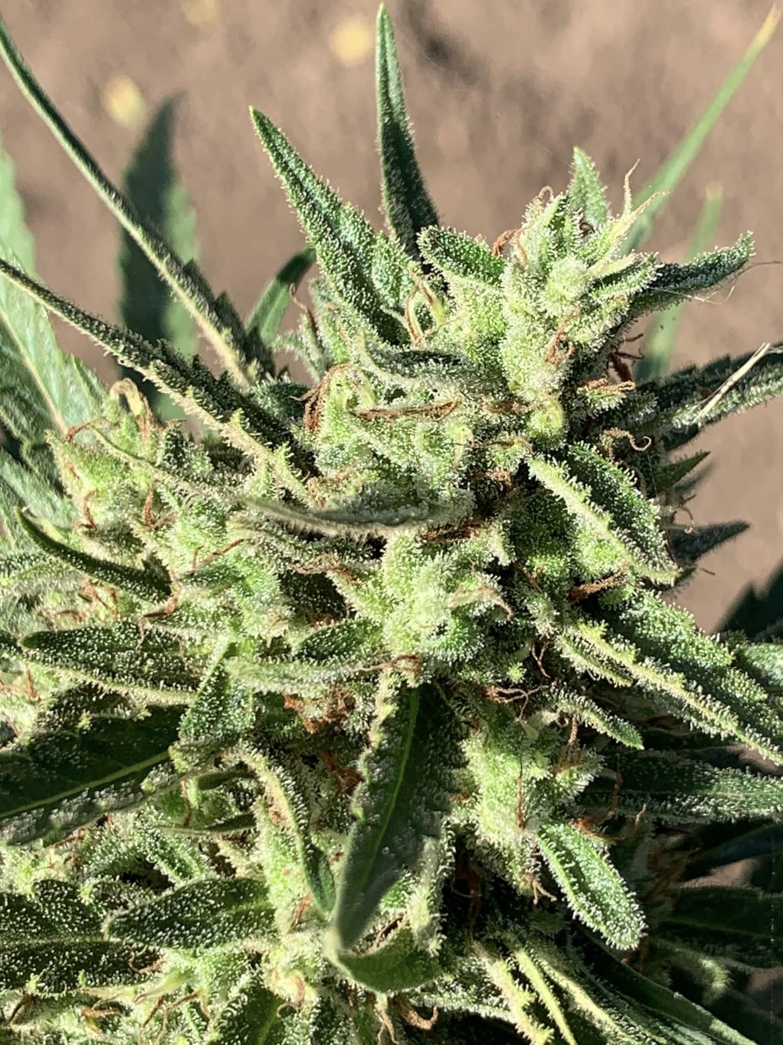 Scott Family Farms Santa Marta Colombian Gold x OG Kush f4 x Acapulco Gold IBL Regular     