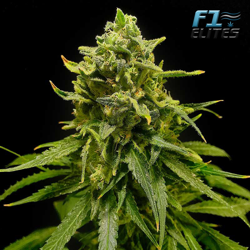 F1 Cannabis Elites Strawberry Banana Feminised   