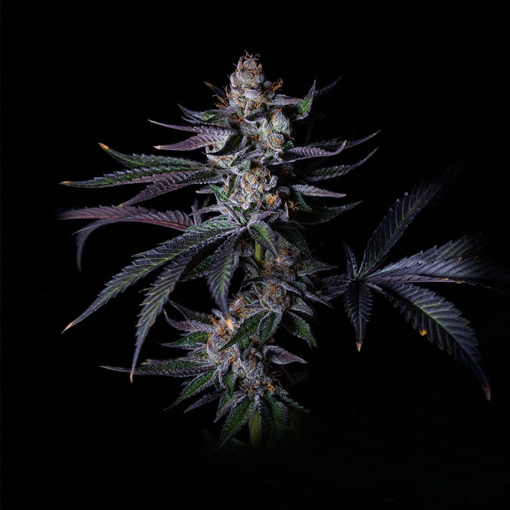 Grateful Seeds - Satzuma Revenge - Feminized