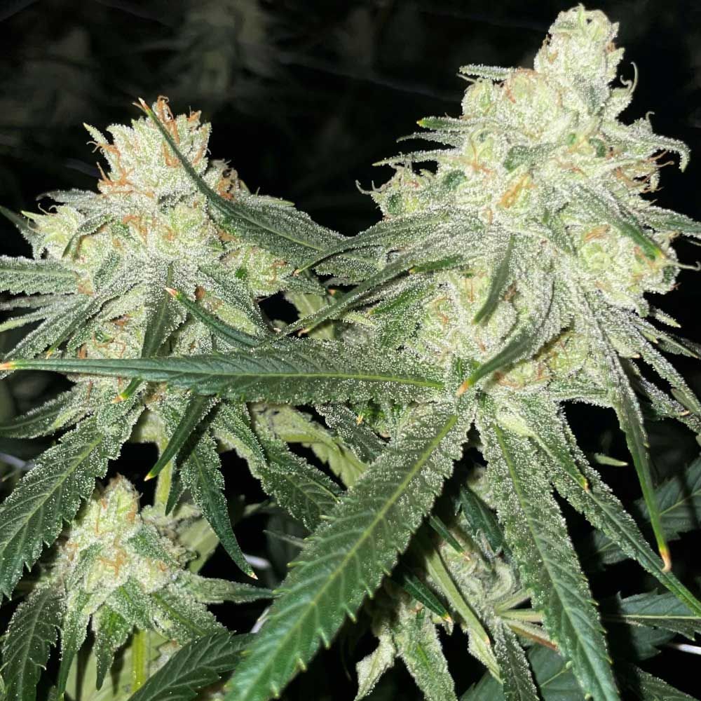 Rare Dankness Seeds - Scotts Haze - Regular Rare Dankness Seeds - Scotts Haze - Regular
