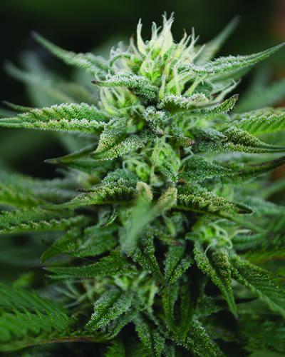 Medicann Seeds Scrog CBD Regular Medicann Seeds Scrog CBD Regular