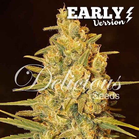 Critical Sensi Star Early Version - Feminized - Delicious Seeds