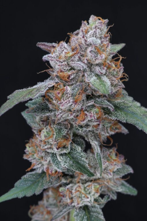 Pure Instinto Seeds - Sherbacio OG Auto Feminized