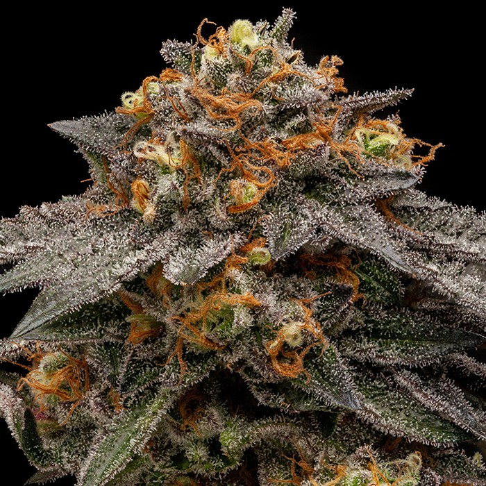 Shimo - Feminized - Ripper Seeds 