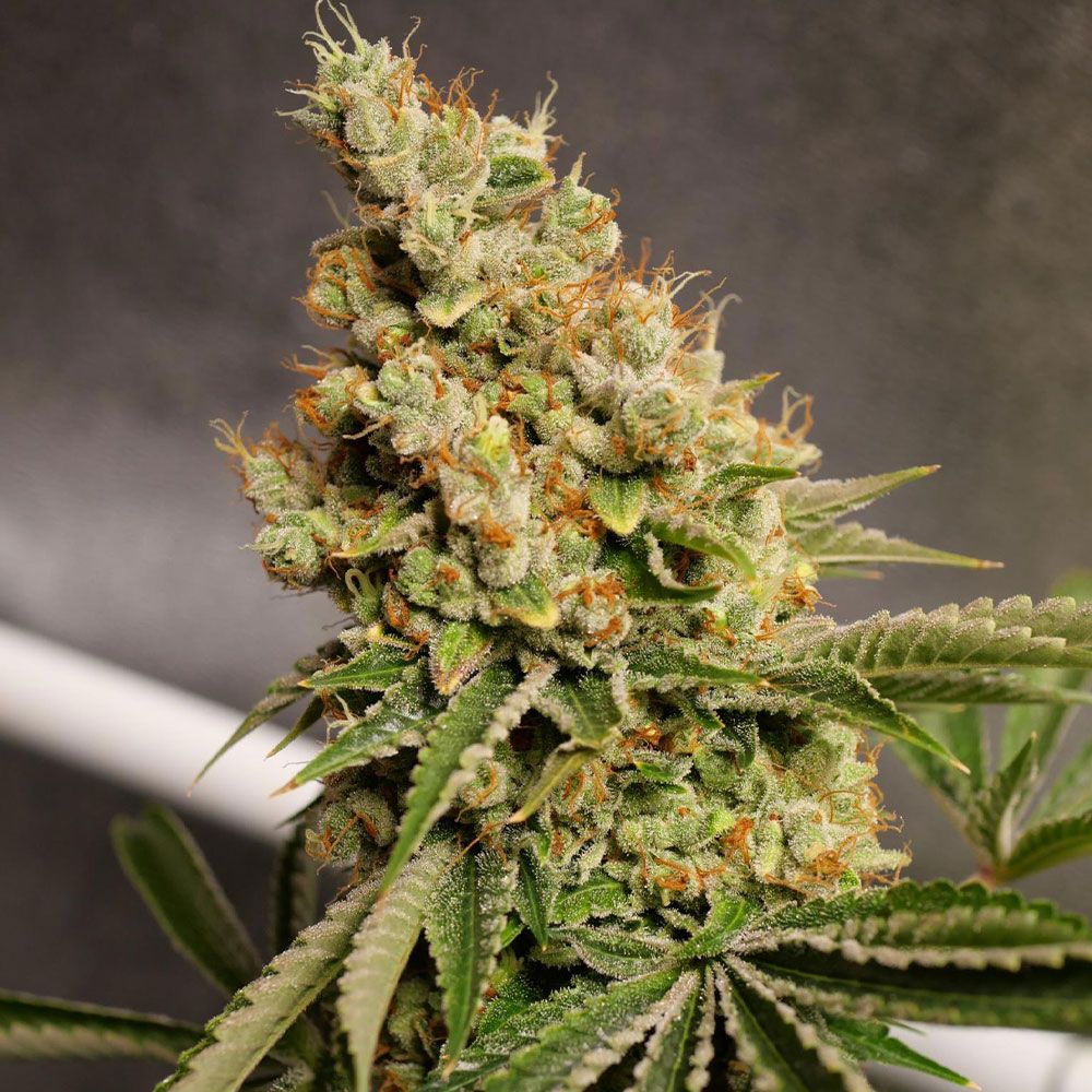 Karma Genetics Seeds - Shipera Sour - Regular