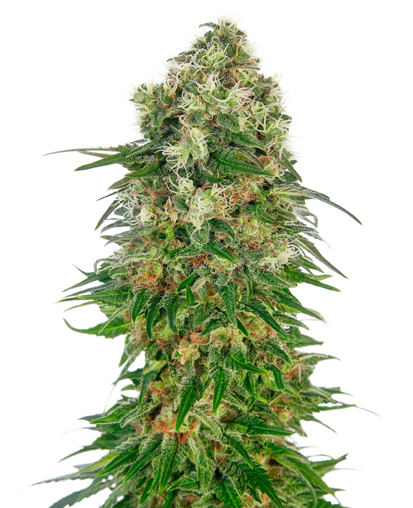 Sensi Seed Bank Seeds - Shiva Skunk Automatic - Feminized