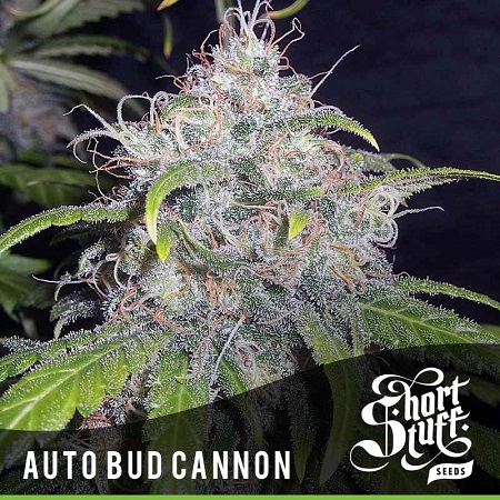 Shortstuff Seeds Auto Bud Canon Feminized