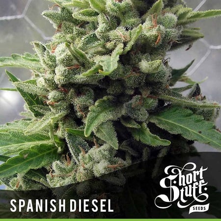 Shortstuff Seeds Auto Spanish Diesel Feminized