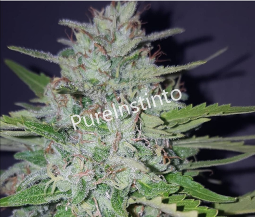 Pure Instinto Seeds - ShotGun Auto Feminized