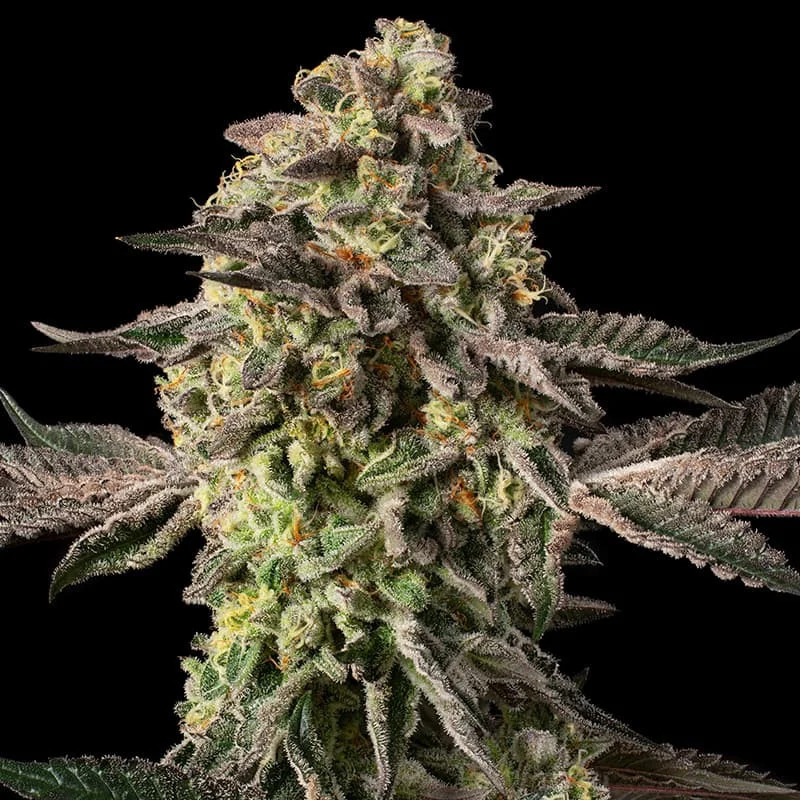 Silent Seeds - Silent Seeds x Cookies Co. Sugar Rock - Feminized