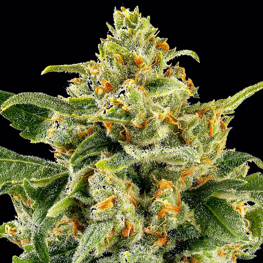 Barneys Farm Seeds - Skunk #1 Feminized