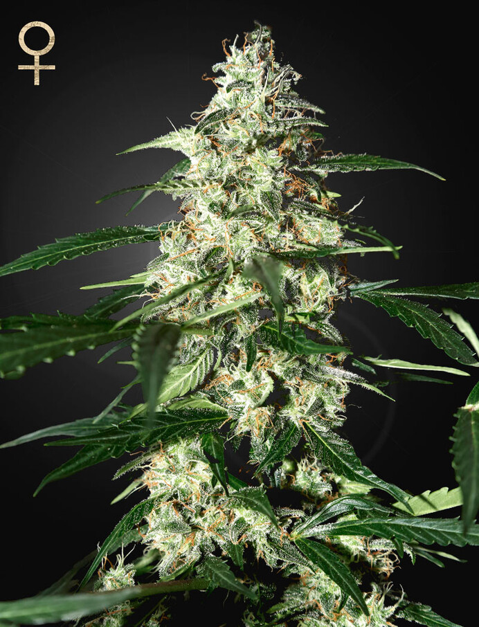 Strain Hunters Seeds - Skunk Auto - Feminized Strain Hunters Seeds - Skunk Auto - Feminized