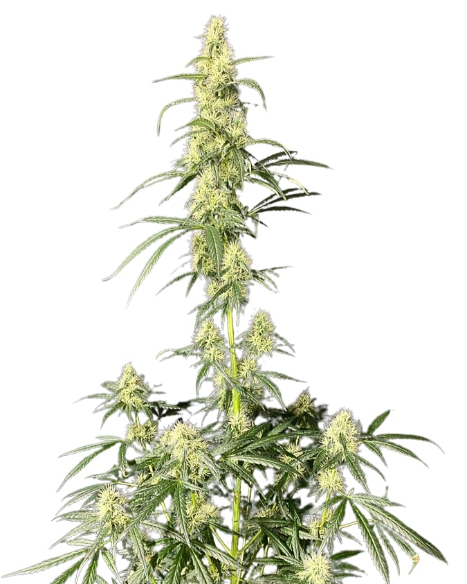 Scott Family Farms Skunk from Scratch Regular   