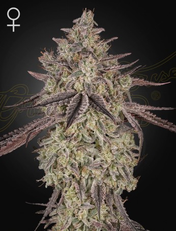 Green House Seeds - Skywalker Auto - Feminised