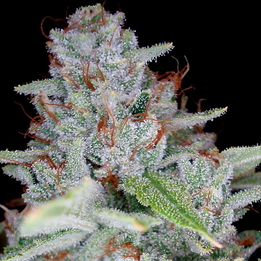 DNA Genetics - Skywalker Kush - Feminized DNA Genetics - Skywalker Kush - Feminized