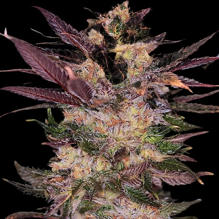Empire Seeds - Slapz - Feminized Empire Seeds - Slapz - Feminized
