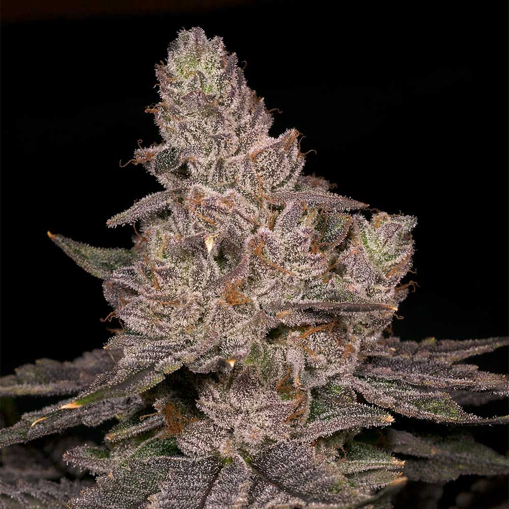Archive Seedbank - Slurricane Feminized Archive Seedbank - Slurricane Feminized