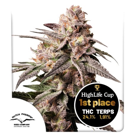 Dutch Passion Seeds - Slush Mint Cake Feminized
