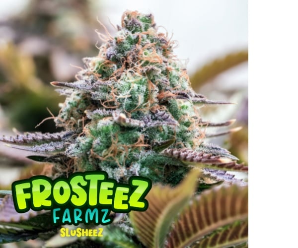 Slusheez - Feminized - Frosteez Farms Seeds    