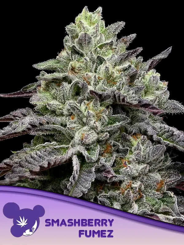 Smashberry Fumez Feminized - Anesia Seeds
