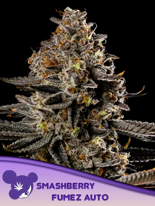 Smashberry Fumez Auto Feminized - Anesia Seeds
