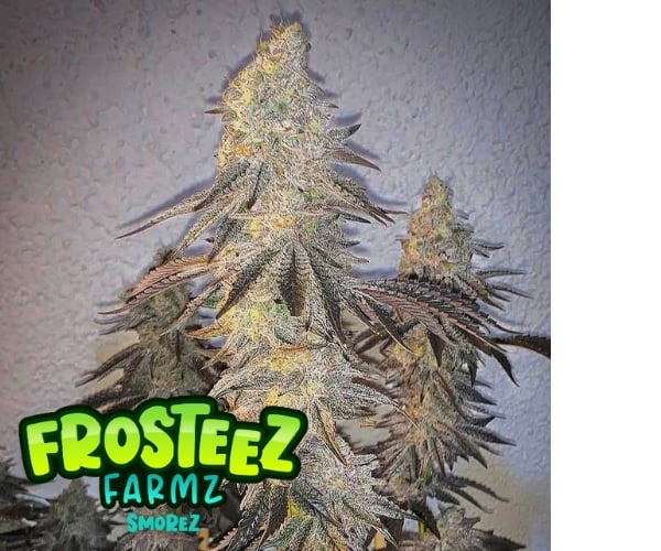 Smorez - Feminized - Frosteez Farms Seeds     
