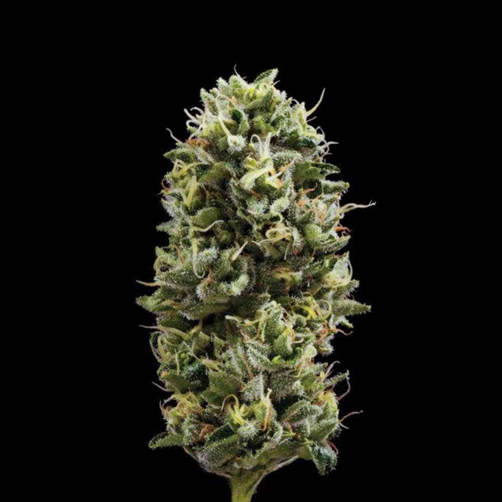 DNA Genetics - Snack Pack Feminized Cannabis Seeds 