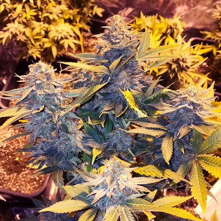 Somango Pineapple - Feminized - Soma Seeds