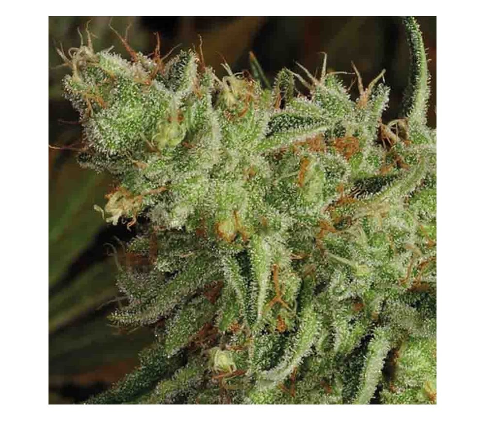 2025 Cannabis Seed Collection - Sour Apple - Feminized