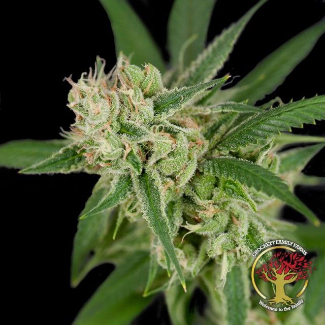 Sour Banana Sherbet - Regular - Crockett Family Farms Seeds