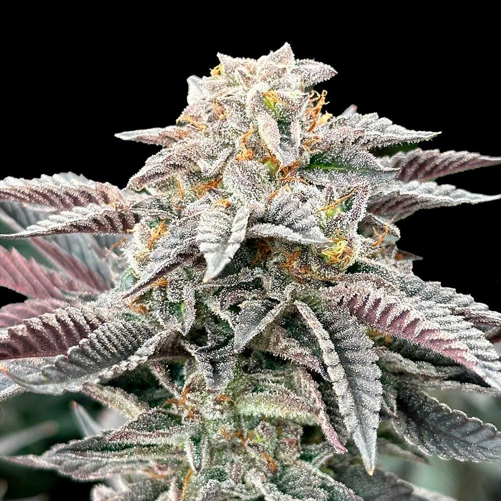 Grateful Seeds - Sour Burger Feminized