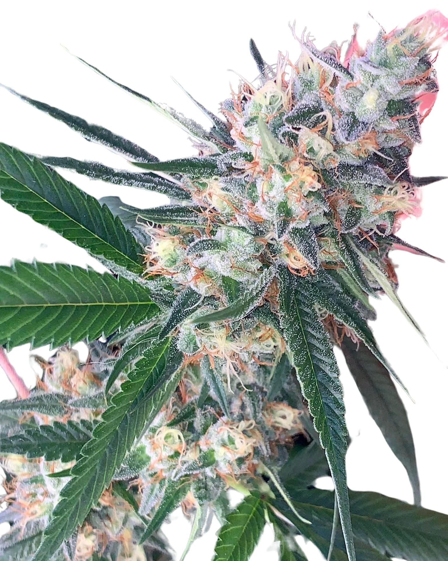 Scott Family Farms Sour Cambodian Regular    