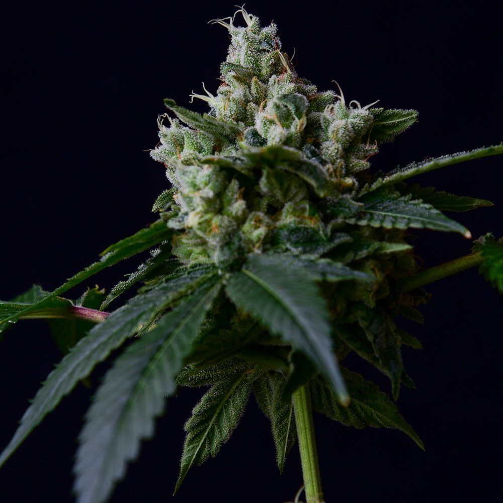 Green Bodhi Genetics - Sour Chem 78 - Regular Green Bodhi Genetics - Sour Chem 78 - Regular