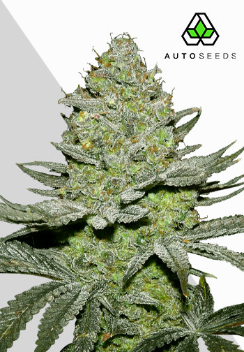 Auto Seeds - Sour Diesel Auto - Feminised