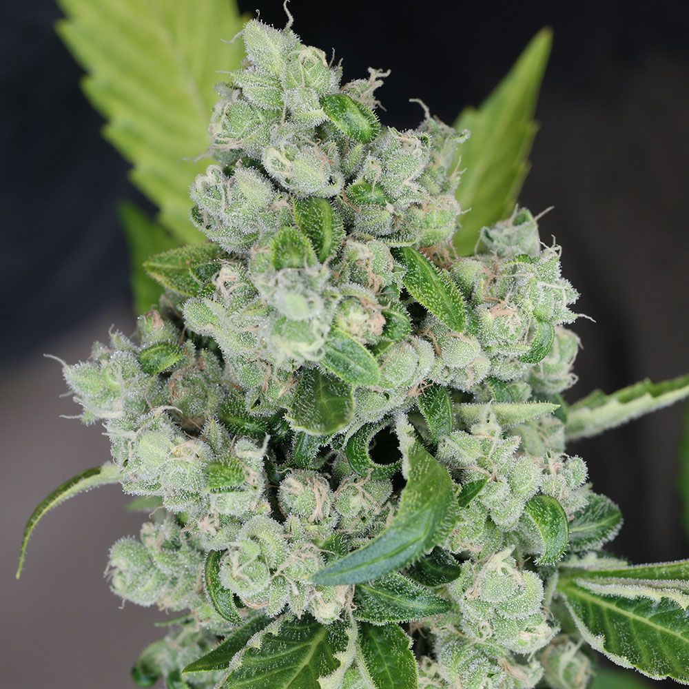 Karma Genetics Seeds - Sour Diesel BX 2 - Regular