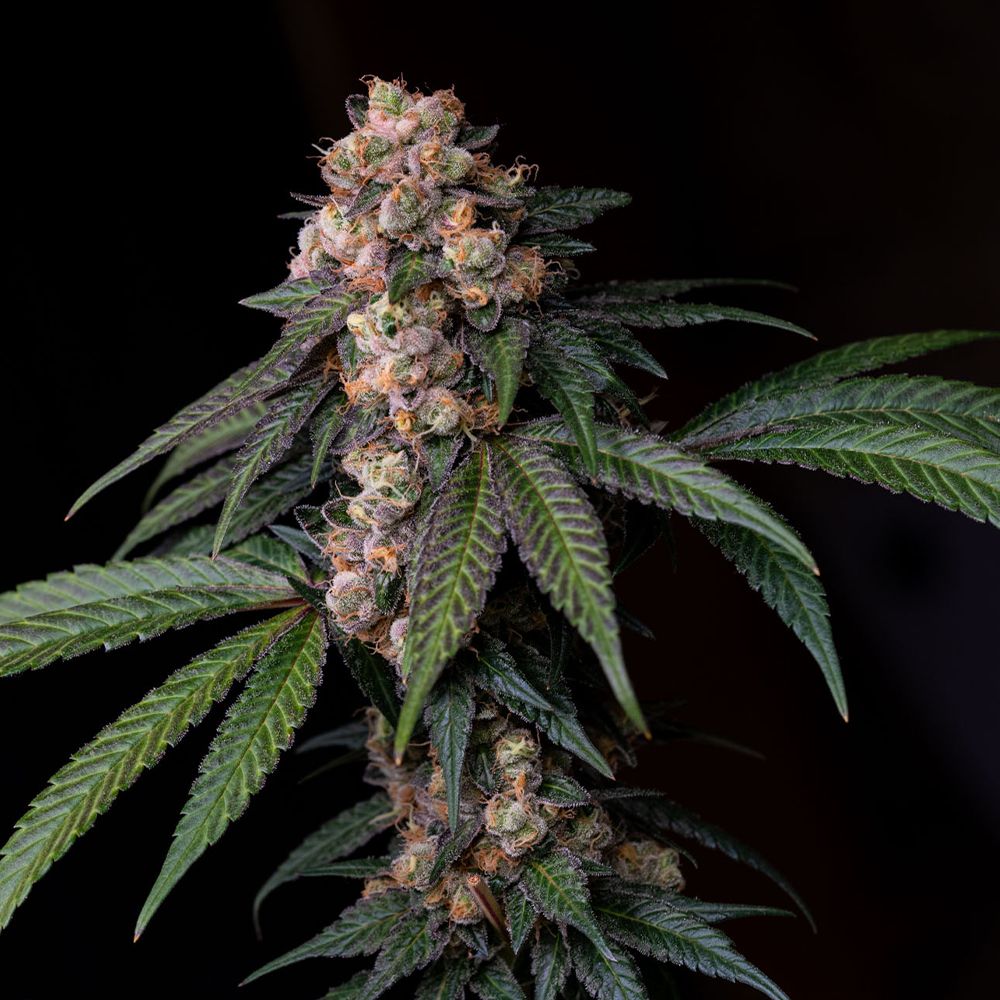 Karma Genetics Seeds - Sour Lemon Mochi - Feminized 
