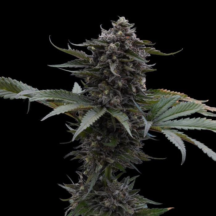 Ziplock Seeds Sour Wolf - Feminized