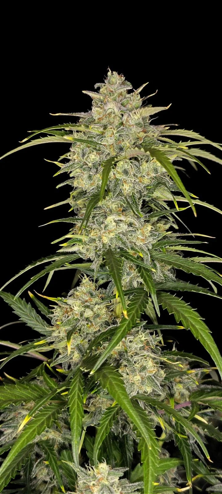 Fast Buds - Sour Jealousy Auto - Feminized 