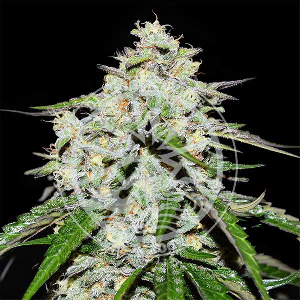 Delicious Seeds - Space Cookies Auto - Feminized